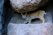 Bobcat (Lynx rufus) Arizona, USA - captive