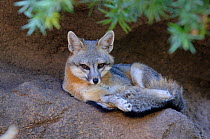 Grey Fox (Urocyon cinereoargenteus) portrait, Arizona, USA - captive