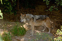 Mexican Grey Wolf (Canis lupus baileyi) Arizona, USA - captive