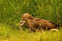 Honey Buzzard (Pernis apivorus) adult eating extracting wasp larvae from wasp nest to feed to chicks, Europe