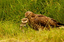 Honey Buzzard (Pernis apivorus) adult eating extracting wasp larvae from wasp nest to feed to chicks, Europe
