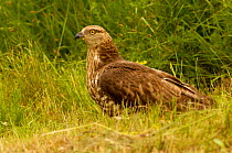 Honey Buzzard (Pernis apivorus) adult digging out waps larvae from wasp nest to feed to chicks, Europe