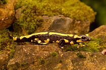 European / Fire Salamander (Salamandra salamandra) France