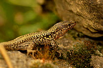 Common Wall Lizard (Podarcis / Lacerta muralis) France
