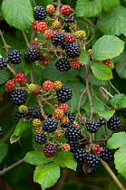 Blackberries ripening on Bramble bush (Rubus plicatus) UK