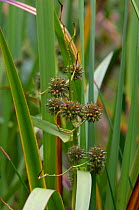 Branched bur reed {Sparganium erectum} UK