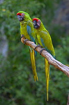 Buffon's Macaws (Ara ambigua)