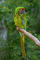 Buffon's Macaw (Ara ambigua) feathers ruffled