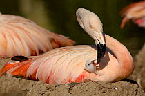 Chilean Flamingo (Phoenicopterus chilensis) feeding chick on nest, WWT, Slimbridge, UK, captive