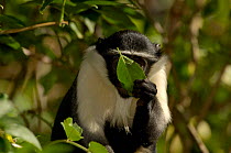 Diana Monkey feeding on leaf (Cercopithecus diana) Captive