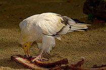 Egyptian Vulture feeding on carcass (Neophron percopterus) France