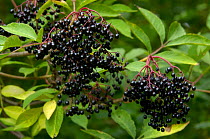 Elder tree berries (Sambucus nigra) Elderberries, UK
