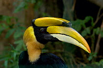 Great indian hornbill (Buceros bicornis) male, Captive