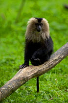 Lion-tailed Macaque (Macaca silensus) Captive
