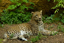 Persian Leopard (Panthera pardus saxicolor) Captive