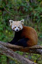 Red Panda (Ailurus fulgens) Captive
