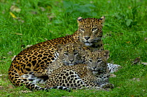 Sri Lankan Leopard (Panthera pardus kotiya) mother with cubs, Captive