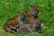 Sri Lankan Leopard (Panthera pardus kotiya) Mother with cubs, Captive