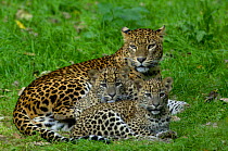 Sri Lankan Leopard (Panthera pardus kotiya) Mother with cubs, Captive