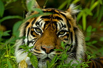 Sumatra Tiger portrait (Panthera tigris) Captive