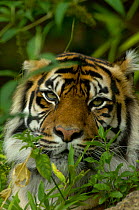 Sumatran Tiger portrait (Panthera tigris) Captive