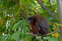 Dusky Titi monkey (Callicebus moloch) in tree,Captive