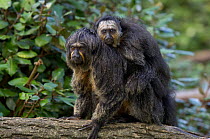 White-faced Saki monkey(Pithicia pithicia) mother with young male on back, Captive