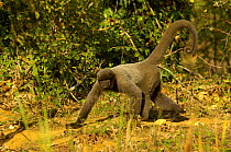 Woolly Spider Monkey walking (Brachyteles arachnoides) Captive
