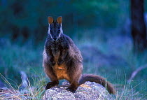Brush-tailed Rock-Wallaby (Petrogale penicillata) Declining and vulnerable species, Victoria, Australia