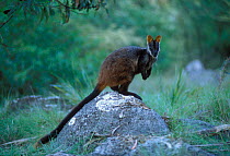 Brush-tailed Rock-Wallaby (Petogale penicillata) Declining and vulnerable, Victoria, Australia