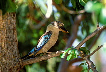 Blue-winged Kookaburra (Dacelo leachii) Australia