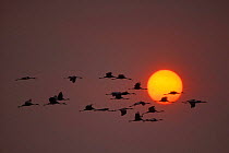 Brolga cranes flying across setting sun (Grus rubicunda) Queensland, Australia