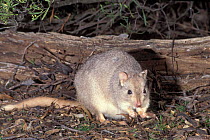 Burrowing Bettong / Boodie {Bettongia lesueur} Endangered, Victoria, Australia