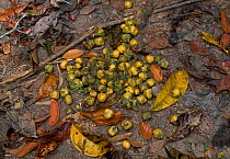 Australian Cassowary {Casuarius casuarius}droppings containing seeds from tropical rainforest, Queensland, Australia