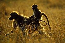 Yellow Baboon {Papio cynocephalus} Young riding on mother's back, Kruger National Park, South Africa