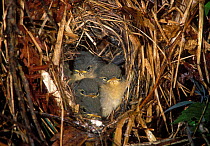 Chiffchaff (Phylloscopus collybita) Chicks in nest, France