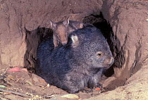 Common wombat with young in burrow {Vombatus ursinus} Australia