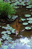Australian freshwater Crocodile in shallow water{Crocodylus johnstoni} Northern Territory, Australia