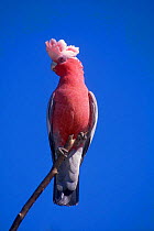 Galah cockatoo {Cacatua roseicapilla} Victoria, Australia