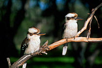 Two Laughing Kookaburras {Dacelo novaeguineae} Victoria, Australia