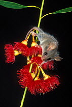 Little Pygmy Possum {Cercartetus lepidus} Tasmania, Australia