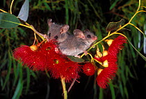 Two Little Pygmy Possum {Cercartetus lepidus} on Eucaluptus flowers, Tasmania, Australia