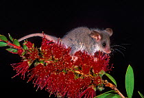 Little Pygmy Possum {Cercartetus lepidus} Tasmania, Australia