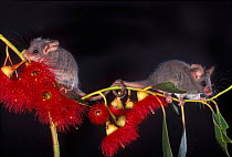 Two Little Pygmy Possum {Cercartetus lepidus} Tasmania, Australia