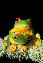 Red eyed Tree Frog pair {Litoria chloris} Queensland, Australia