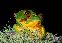 Red eyed Tree Frog, pair {Litoria chloris} Queensland, Australia