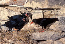 Red-billed Chough {Pyrrhocorax pyrrhocorax} feeding chicks at nest in ruined building, Spain