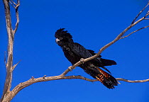 Red-tailed Black-Cockatoo {Calyptorhynchus banksii} South Australia