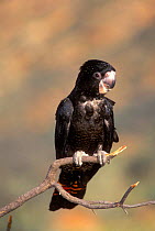 Red-tailed Black-Cockatoo {Calyptorhynchus banksii} Australia