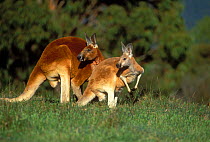 Red Kangaroos {Macropus rufus} male and female~Victoria, Australia
